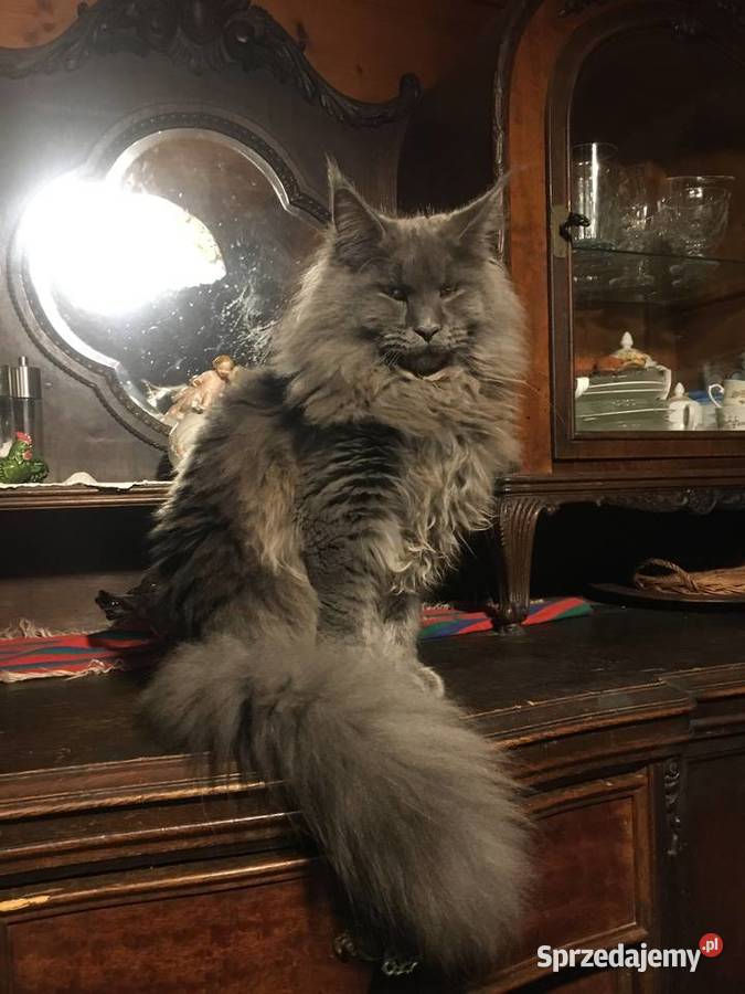 Kocięta Maine Coon wielkie koty Kraków