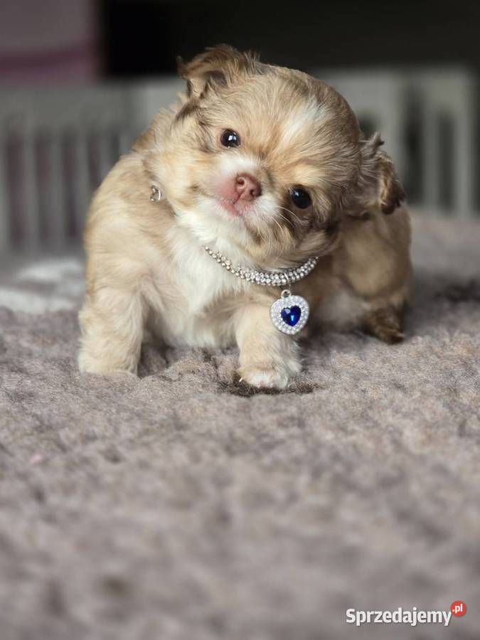 Chihuahua Biszkoptowy piesek Xxs Bielsko-Biała sprzedam