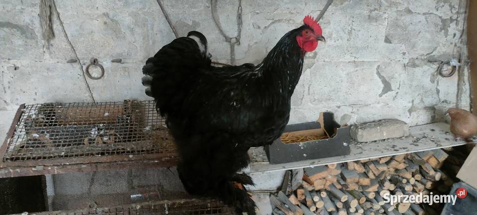 Kochin olbrzymi czarny Drób i ptactwo Tokarówka