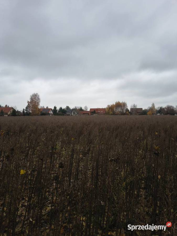 Sprzedam bezpośrednio działkę budowlaną Sprzedaż wielkopolskie Biskupice