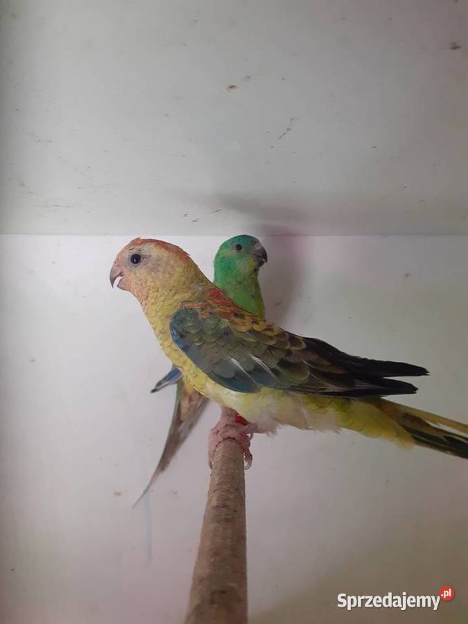 Papugi swiergotki sprzedam Starogard Gdański