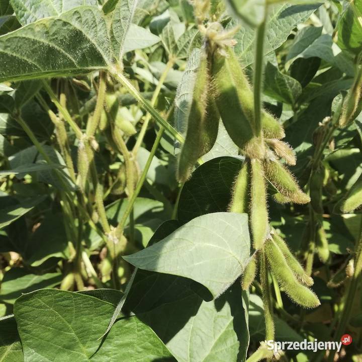 soja amiata lubelskie Rakołupy