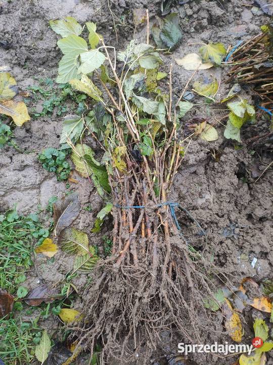 Sadzonki porzeczki Szastarka