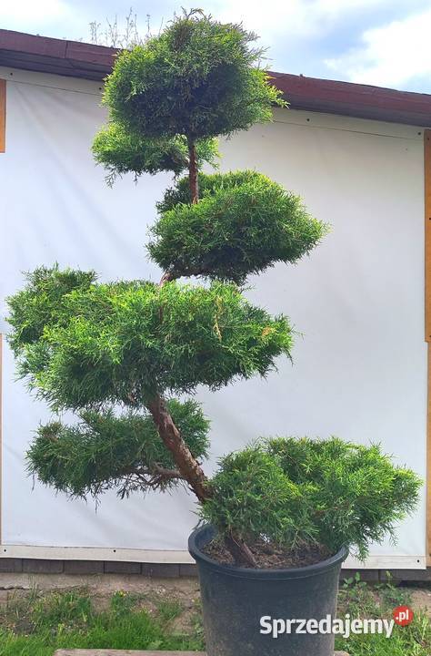 Bonsai Niwaki jałowiec pośredni Gold Star Medynia Łańcucka