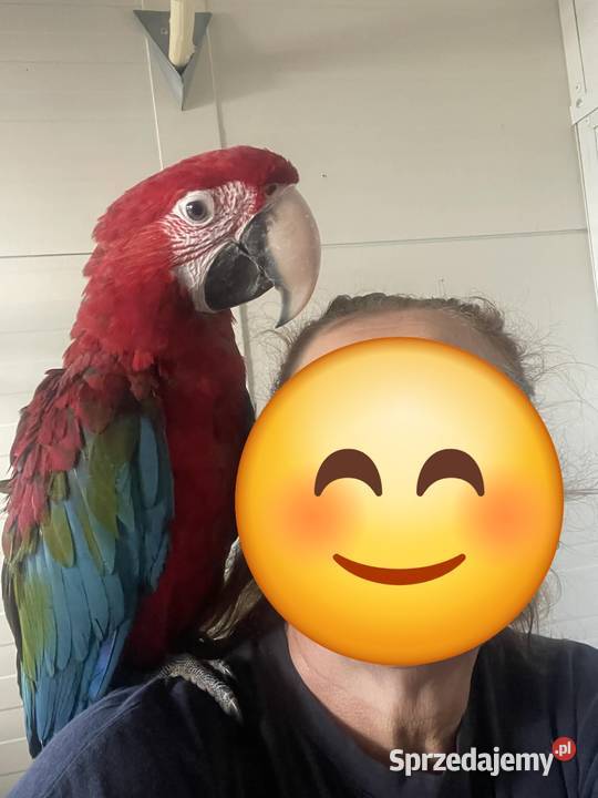 Ara Chloroptera oswojone ptaki Rakoniewice sprzedam