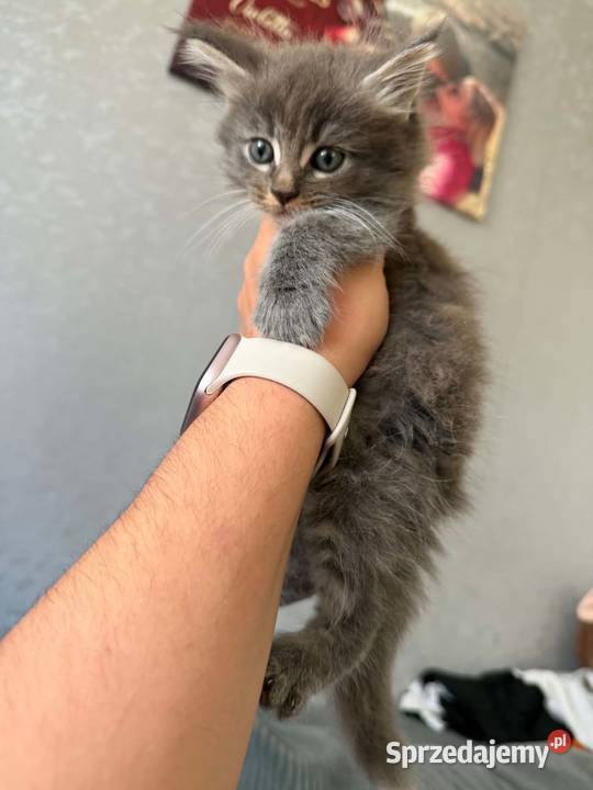 Maine Coon Starogard Gdański sprzedam