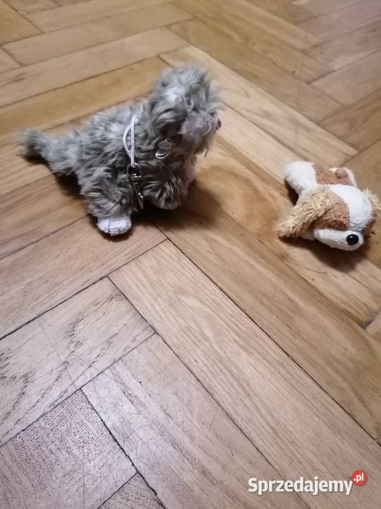 Mastoki 2 sztuki Maskotki Gdańsk sprzedam