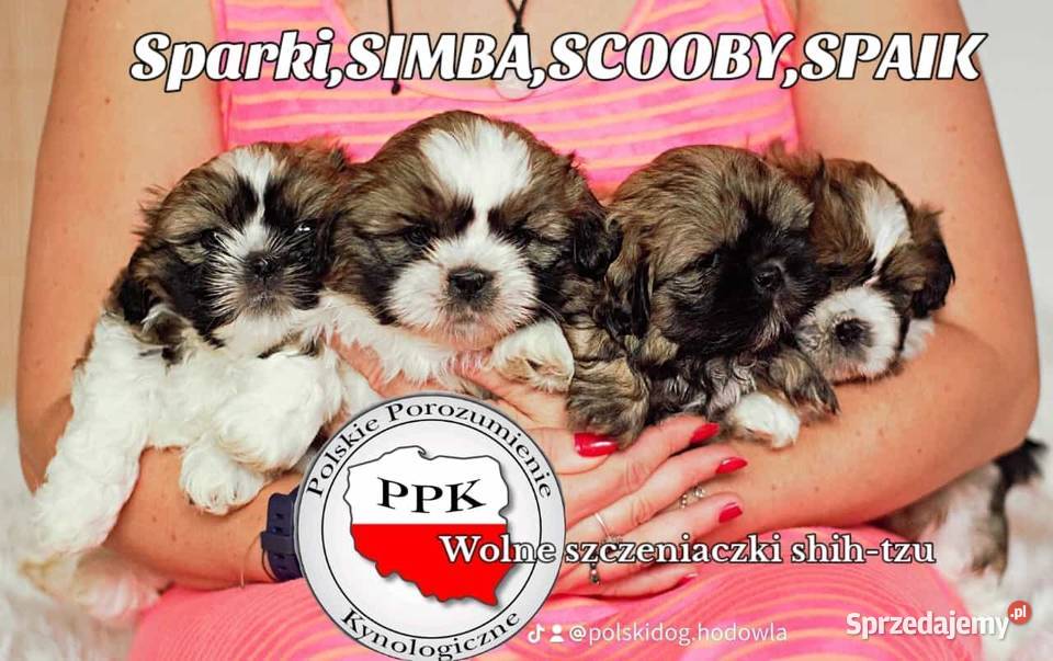 Szczenięta shih-tzu Hodowla psów rasowych Polski Dog