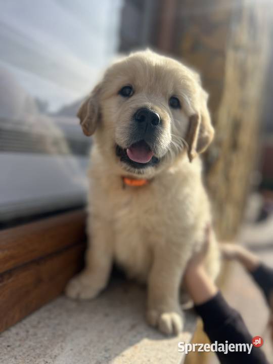 Szczeniak Golden Retriever Suczka Sunia z rodowodem