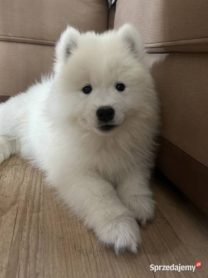 Śliczny piesek Samoyed Pabianice