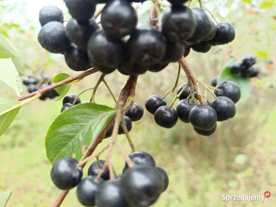 Aronia ekologiczna owoce aronii świeże owoc Nowy Sącz