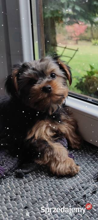 Yorkshire Terrier Psy Bakałarzewo sprzedam