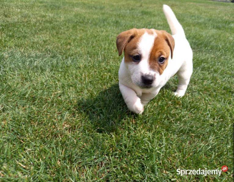 Jack Russell Terrier FCI ZKwP zapowiedź miotu dolnośląskie sprzedam