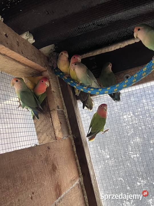 Sprzedam papugi Kalisz