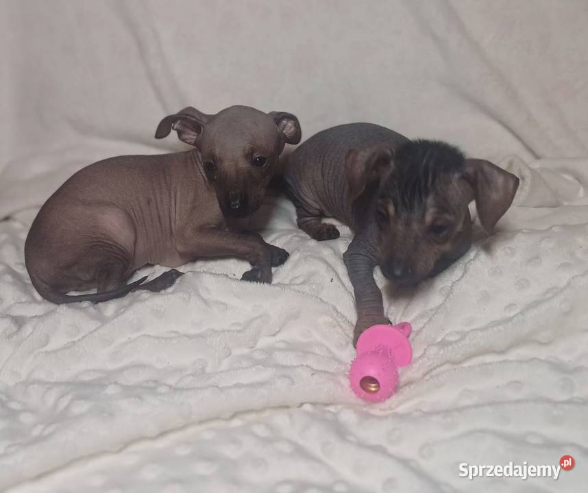 Nagi pies meksykański Xolo Xoloitzcuintle Pomiechówek