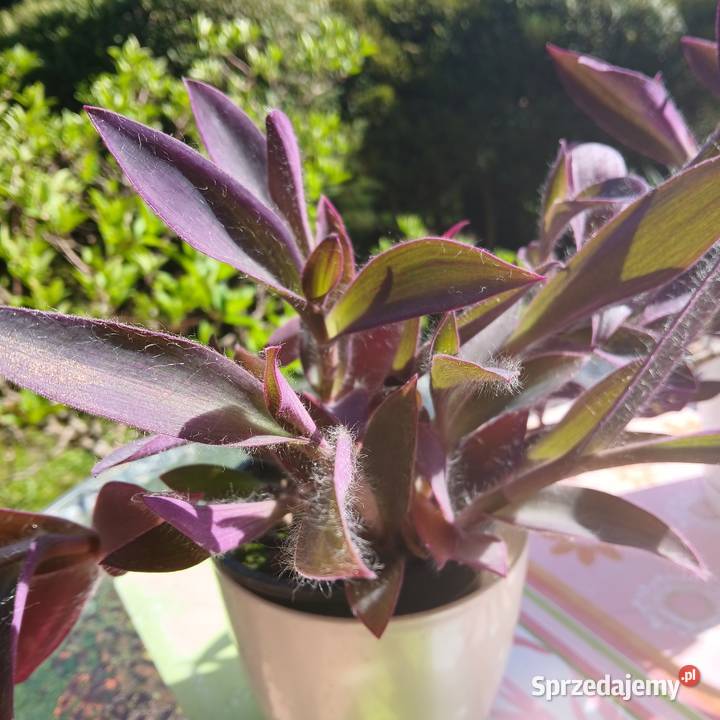 Setkrezja trzykrotka purpurowa fioletowa roślina Nowy Sącz