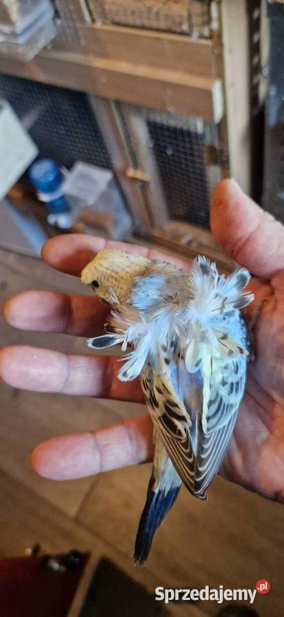 Papugi faliste helikoptery 2f Ptaki Radzewo sprzedam