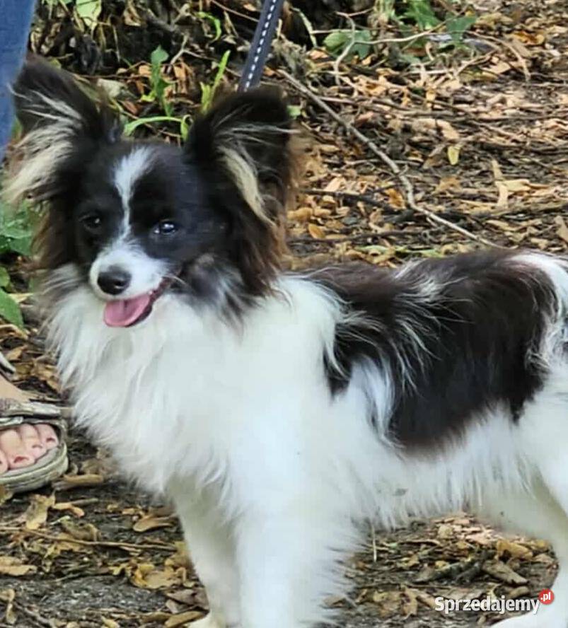 Spaniel Miniaturowy Kontynentalny Papillon Świdnik