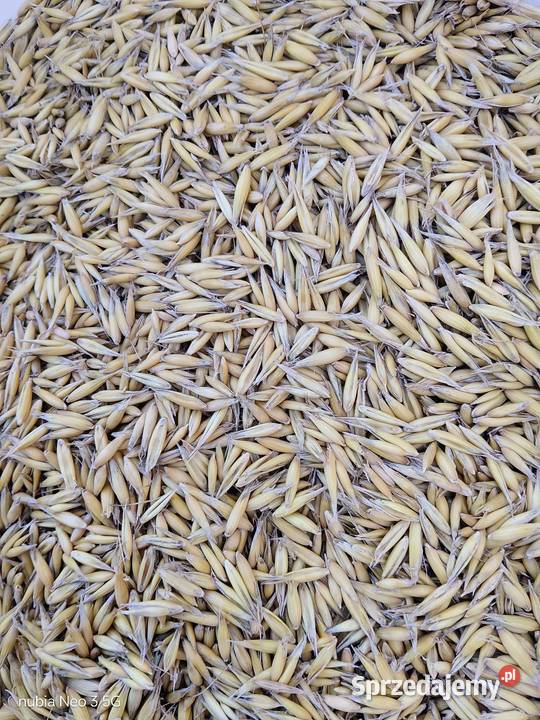 Owies jary zbiór 2025 Szlasy-Łozino