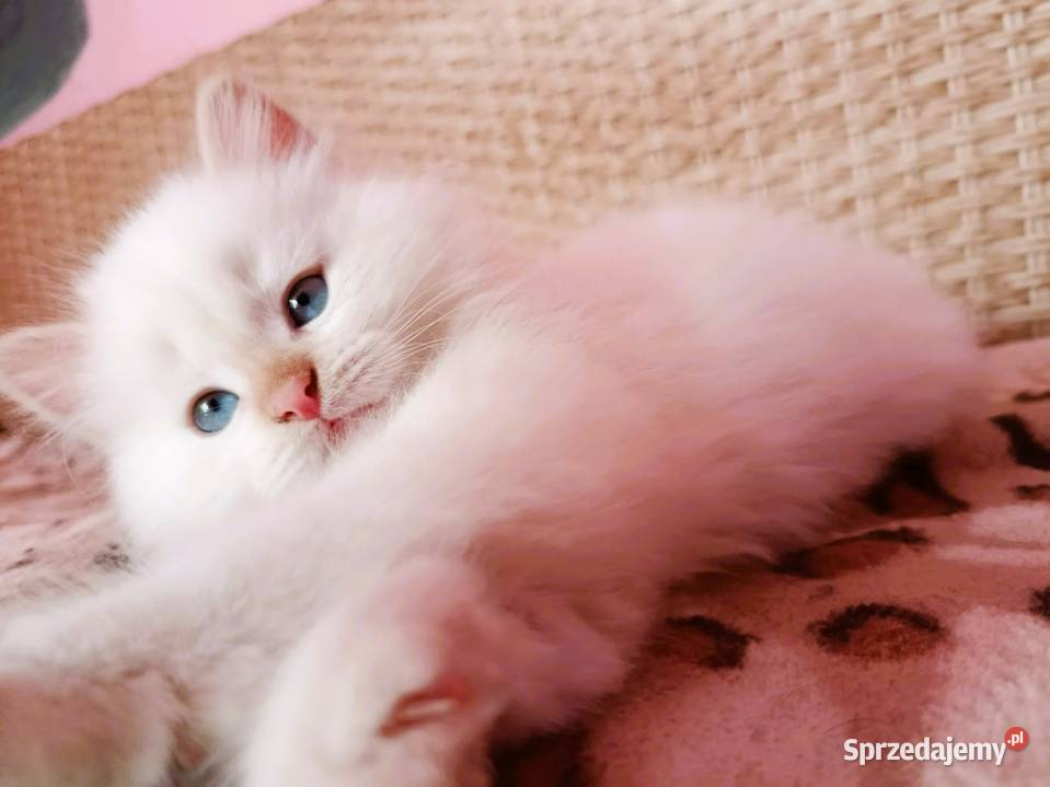 Śliczny kocurek Syberyjski Neva Masquerade Sochaczew