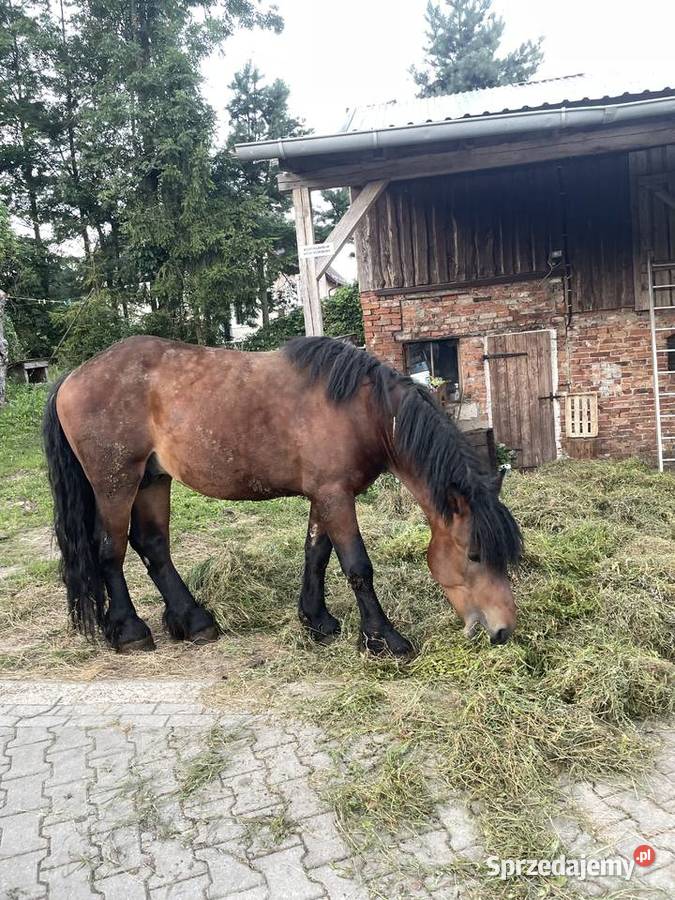 Konie zimnokrwiste Kłączno