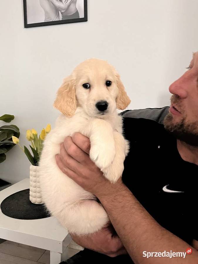 Golden Retriever zkwp Golden Retriever Siekierki Wielkie