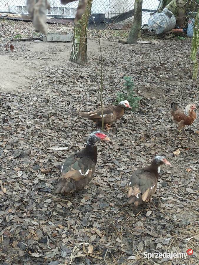 Kaczki i kaczory francuskiepiżmowe czekoladowe Drób i ptactwo Krasnystaw