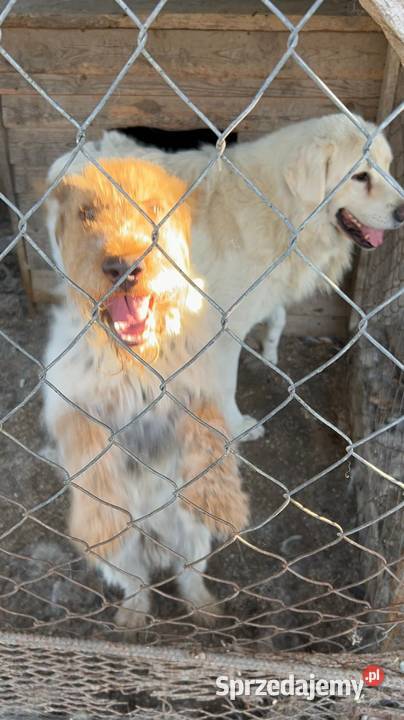 Oddam foxteriera Ludwin