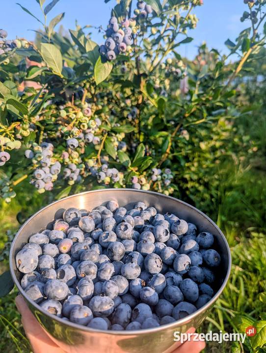 Borówka amerykańska prosto z krzaka podkarpackie Golcowa sprzedam
