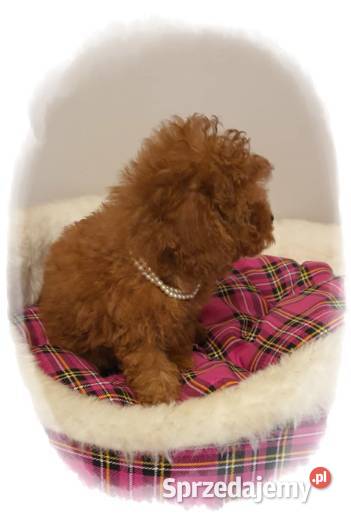 Malutki pudelek red Teddy 100 Toy śląskie