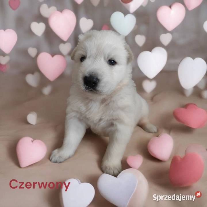 Biały Owczarek Szwajcarski ZKwP FCI szczenieta mazowieckie sprzedam