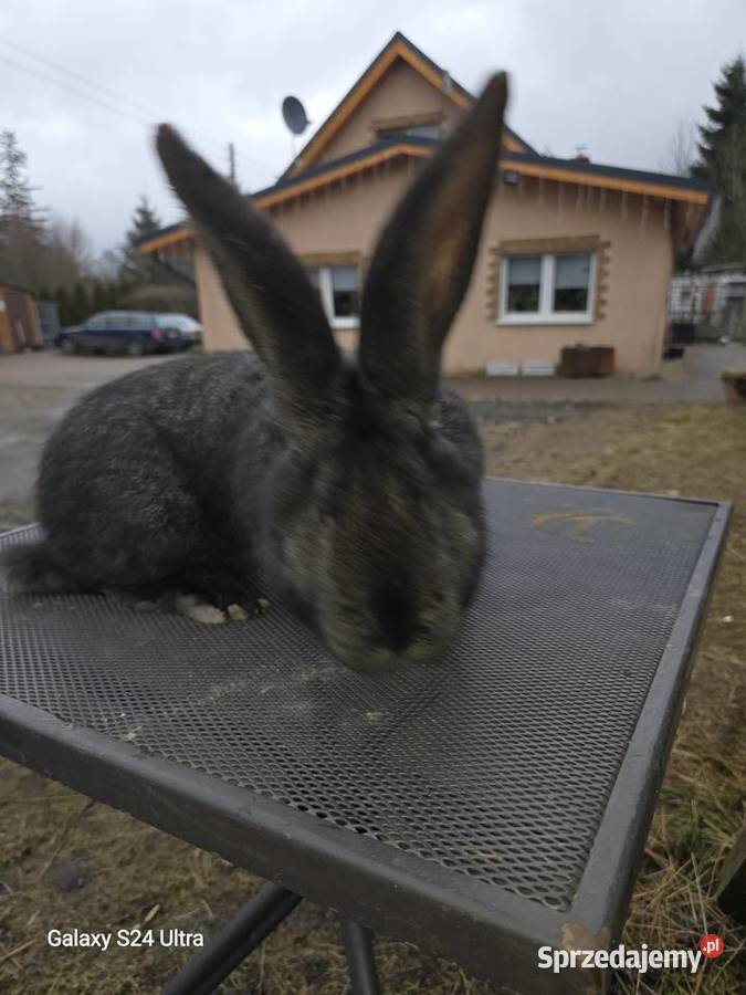 Króliki belgijskie i barany francuskie Pławna Górna