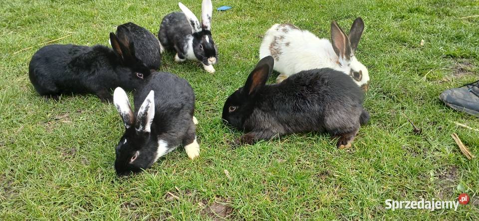 Króliki Solec-Zdrój sprzedam