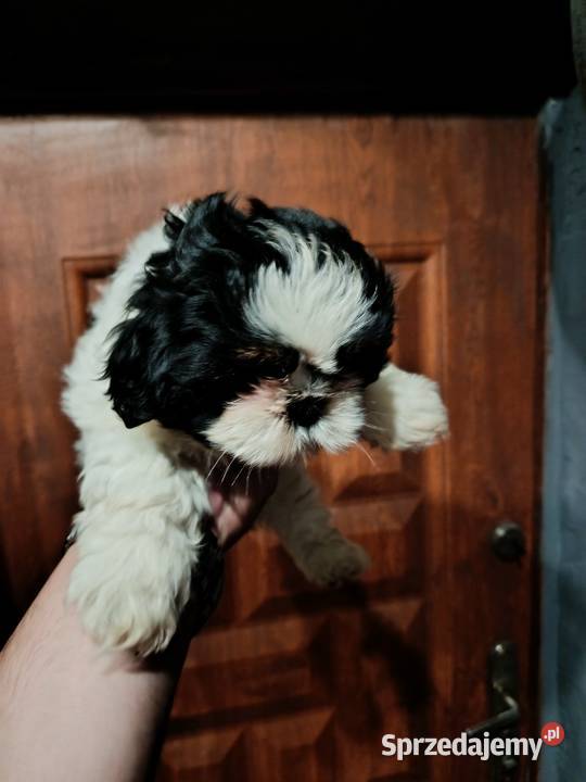 Shih tzu Psy Godziesze Małe