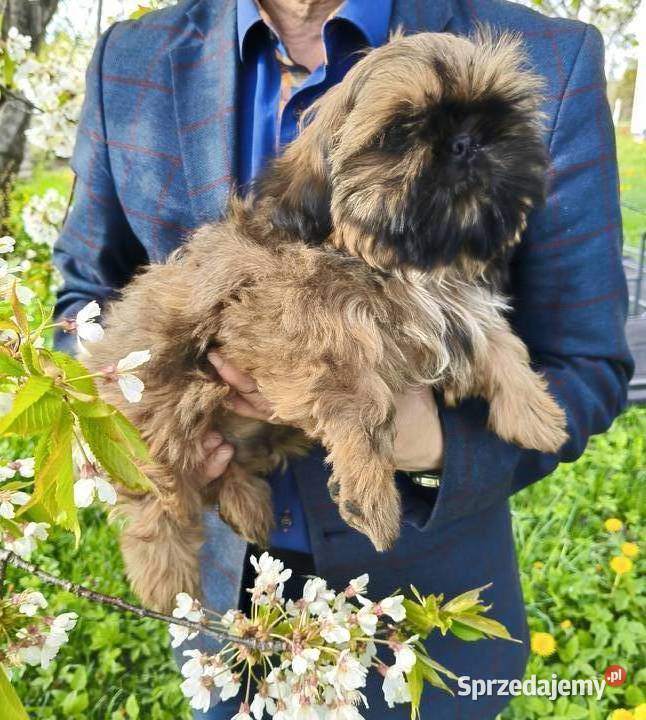 Shih tzu Suczka i Piesek Shih Tzu Wałbrzych
