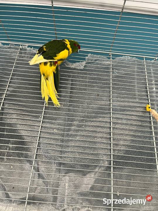 Papuga Kozia klatka i wyposażenie Warszawa Ursus
