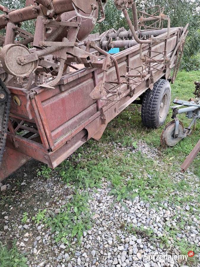 Rozrzutnik Ruski Pozostałe Nowa Słupia