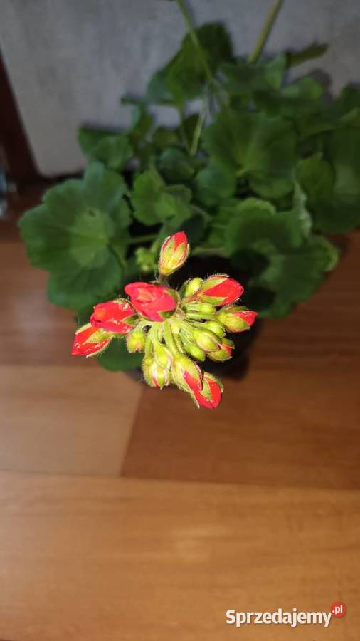 Duża pelargonia kwitnąca aktualnie na czerwono Warszawa
