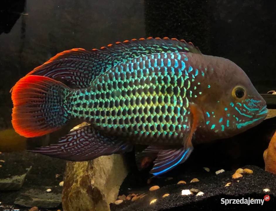 Akara pomarańczowopłetwa Andinoacara rivulatus Gdańsk
