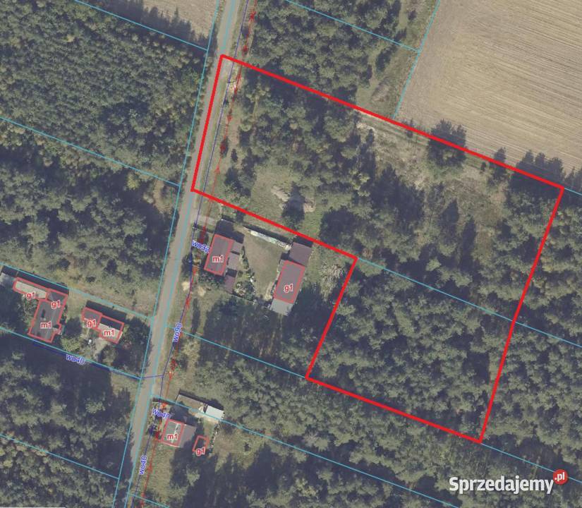 Wyjątkowa działka budowlana 7630 m lesie i wielkopolskie Korzecznik-Podlesie