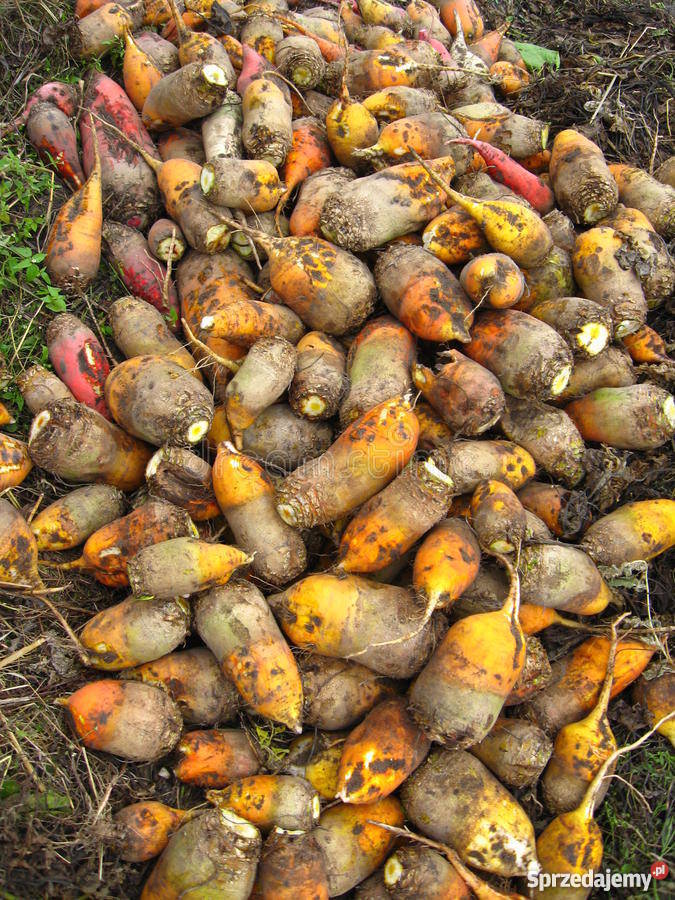 Buraki pastewne Markowa