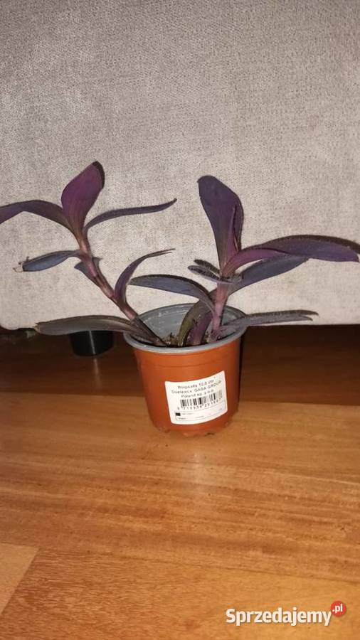 Trzykrotka setkrezja purpurowa 2 2 sadzonki w Warszawa