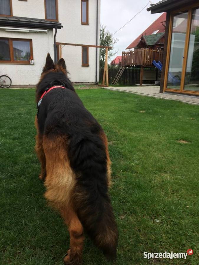 Owczarek Niemiecki Długowłosy Kock