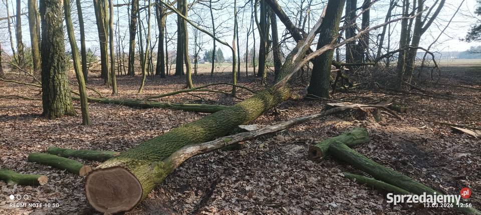 Gałęzie dębowe wycince drzewa dębowego Ryki
