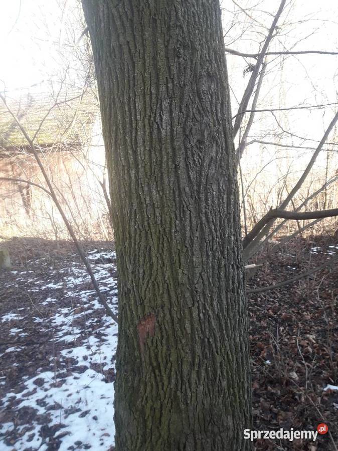 Kłody jesionw zcięte i lipa na pniu