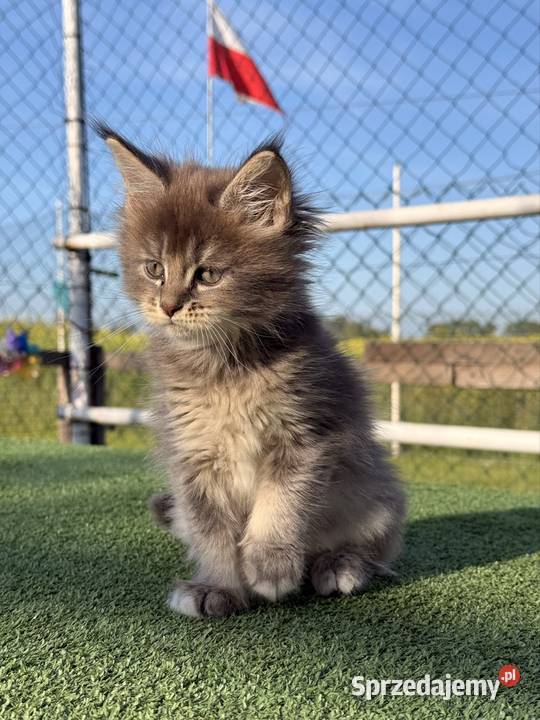 Przepiękne kocięta Maine Coon z rodowodem FPL Poznań sprzedam