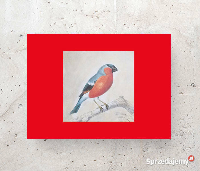 vintage plakat z ptaszkiem ptaszek obrazek A4 Olsztyn