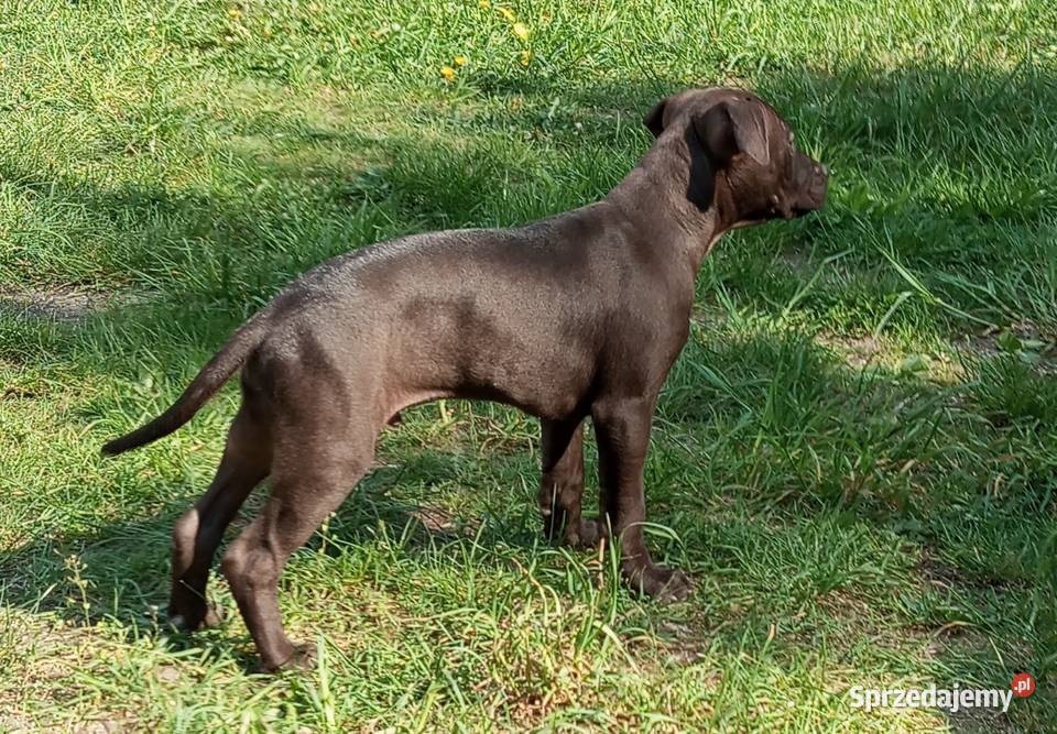 Amerykański Pitbullterrier szczeniaki Pit Bull Bolesławiec