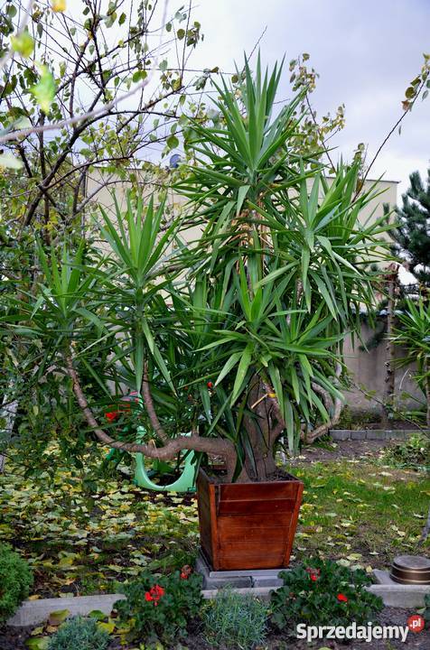 Sprzedam piękną dużą JUKĘ 35 m Juka yucca jukka Milicz