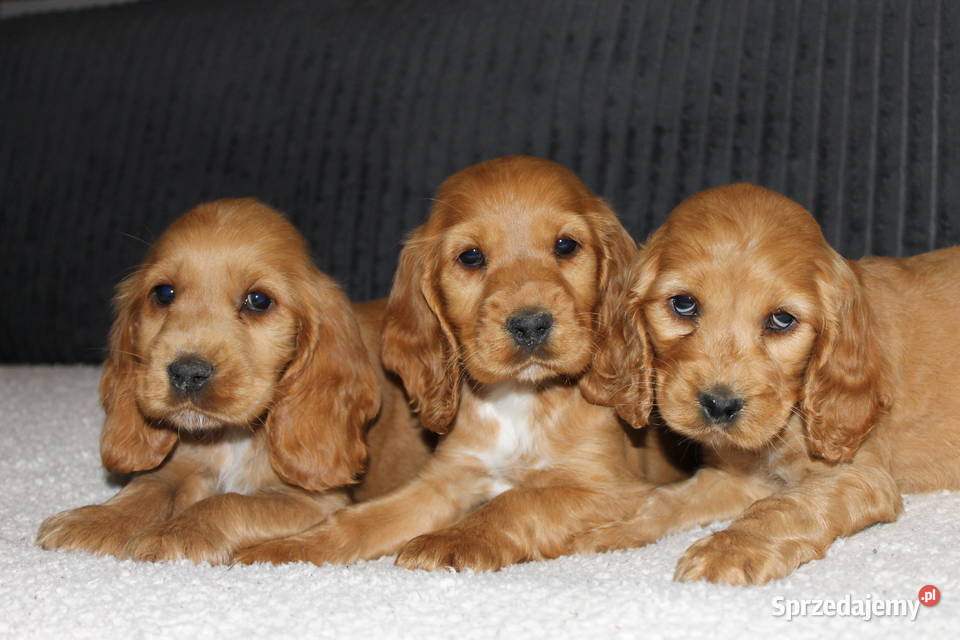 Śliczny szczeniak cocker spaniel Radwan sprzedam